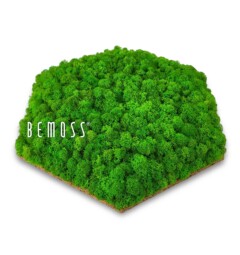 Ein grünes Gras, das mit dem Wort „Be Moss“ bedeckt ist, auf weißem Hintergrund mit einem weißen Hintergrund und einem grünen Gras, das mit dem Wort „Be Moss“ bedeckt ist, moosbild, mooswand, moos pflanzen, moos, moos deko, moos art